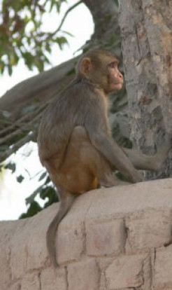 A Wise Old Monkey