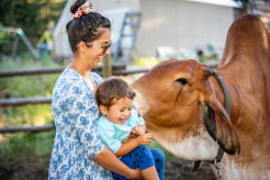 Devotees Unite Across the Globe to Celebrate World Cow Day 2025