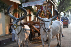 Nandu, our Padayatra Ox, Goes Back to Godhead