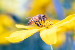BIHS Hosts Hybrid Screening of “Nature’s IQ” Documentary
