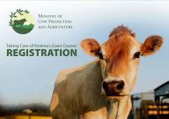 “Taking Care of Krishna’s Cows” Course Open for Registration