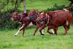 Springtime on the Farm – Channel 5