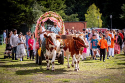 Bhaktivedanta Manor Turns 50 with an Oxen Procession