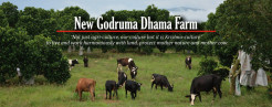 New Godruma Farm, ISKCON Malaysia
