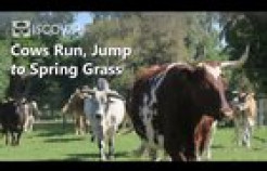 VIDEO: Cows Run, Jump to Spring Grass After a Long Winter