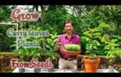 VIDEO: How to Grow Curry Plant from Seeds