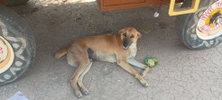 A fortunate dog joined us