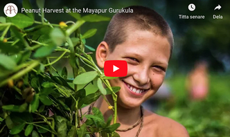 VIDEO - Peanut Harvest at the Mayapur Gurukula