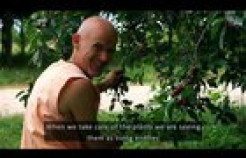 VIDEO: Krishna Conscious Agriculture