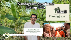 Nandagram Agroforest Living Lab, Brazil – Kalakantha das